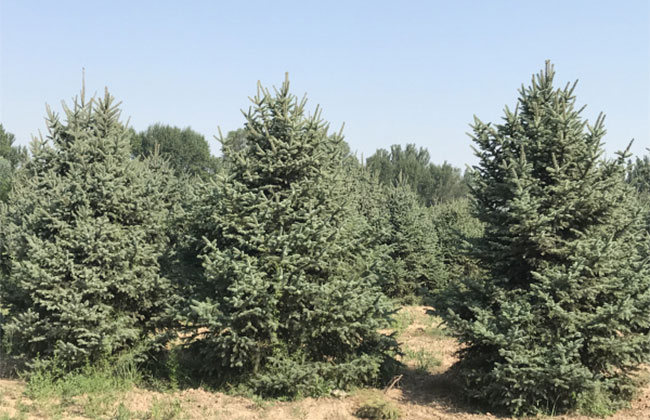 2021年度全國苗木供需分析報(bào)告 2021年度全國苗木供需分析報(bào)告