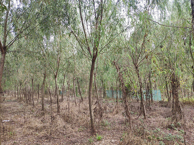 2021年度全國苗木供需分析報(bào)告 2021年度全國苗木供需分析報(bào)告