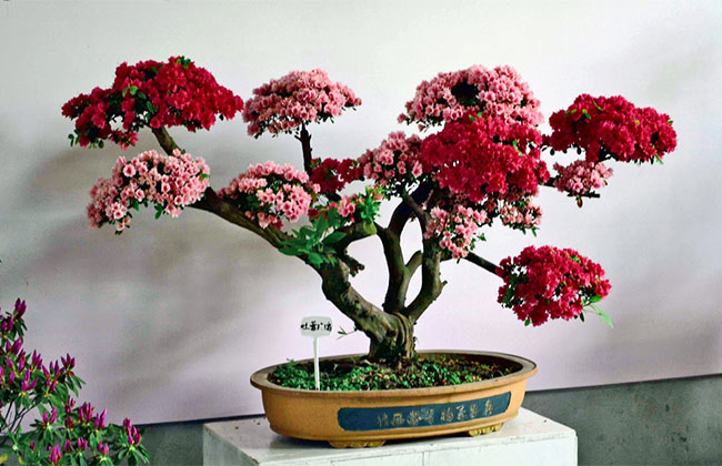 可以做盆景的樹有哪些?盆景樹種大全介紹 可以做盆景的樹有哪些?盆景樹種大全介紹